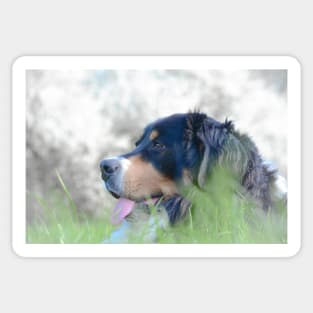 Bernese Mountain Dog mom gift Sticker